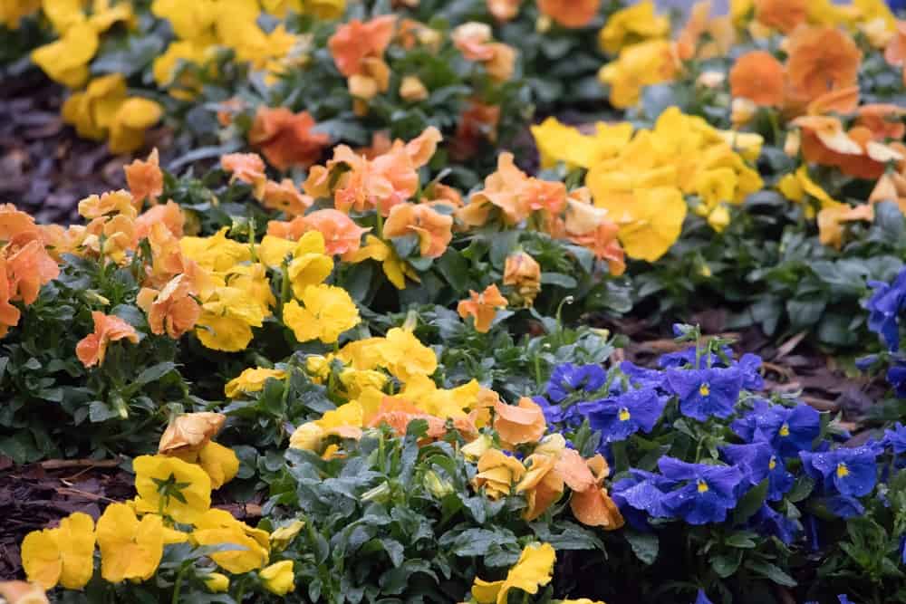 9 cvjetova otpornih na mraz Organski pereglin