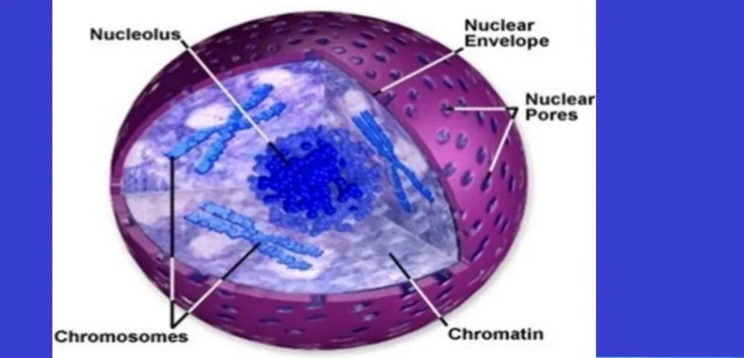 Sve što trebate znati o kromatinu u biljnim stanicama