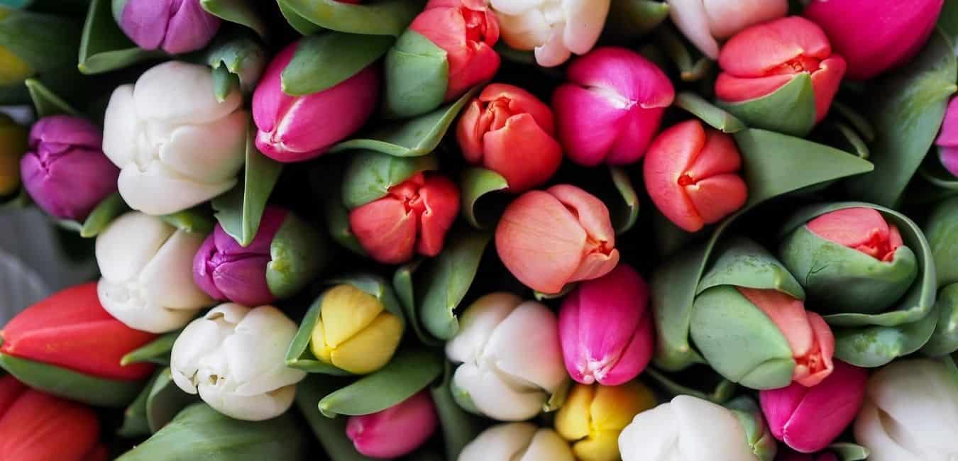 Sve o zahtjevima tla za biljke tulipana