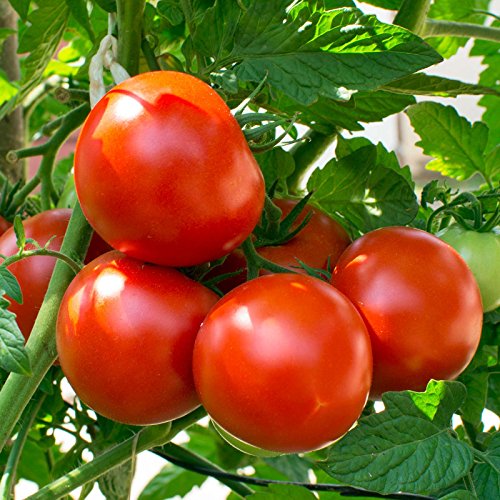 Uzgoj rajčice u stakleniku