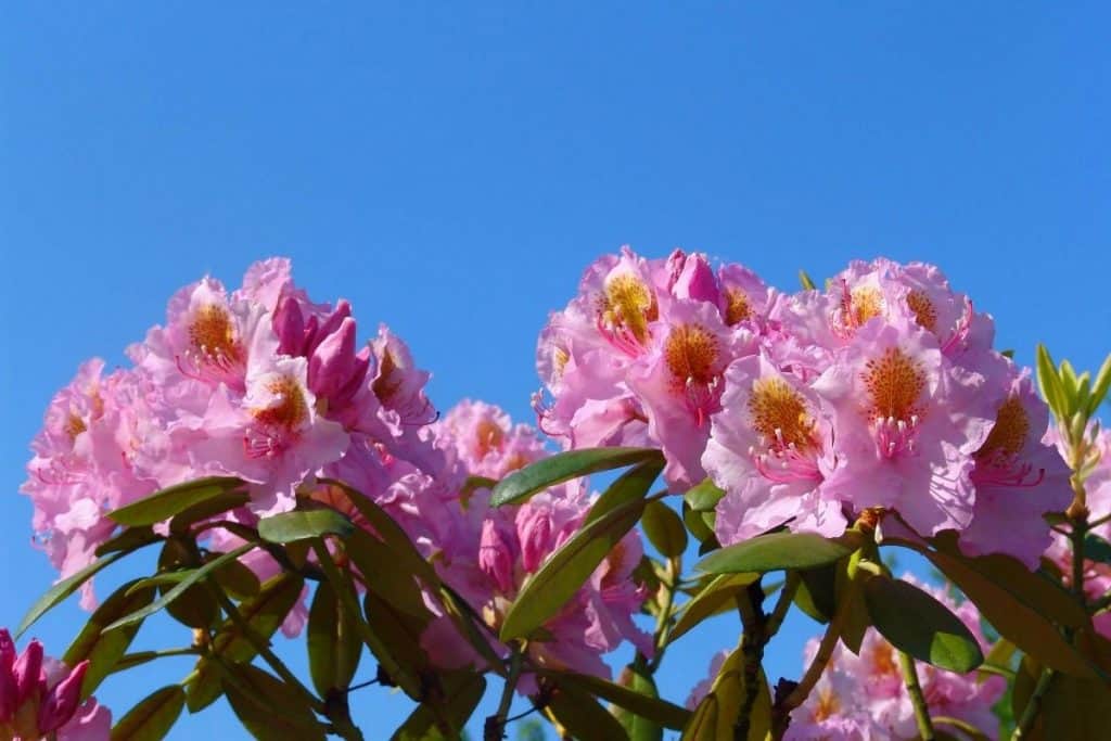 Cvjetovi rododendrona