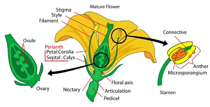 anatomija cvijeta
