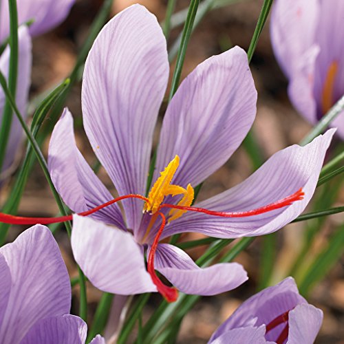 Van Zyverden Crocus Saffron Crocus Set od 15 cvjetnih lukovica