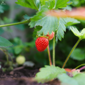 Erdbeeren anbauen fur Anfanger Organic Pereglin