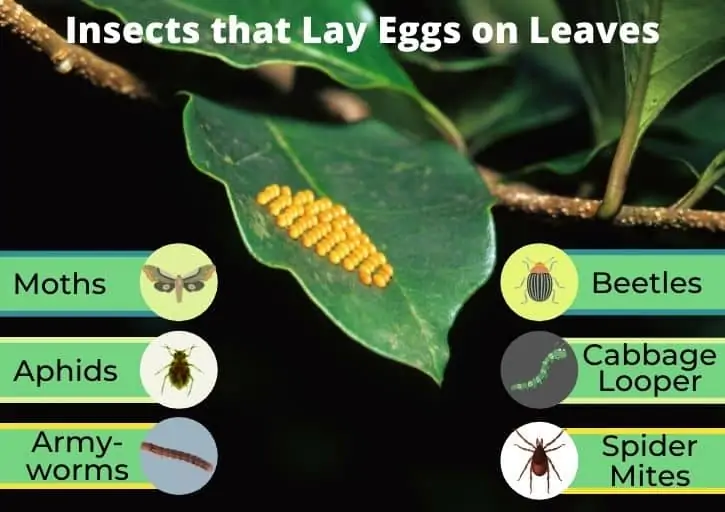 Žuta jaja na listovima biljaka