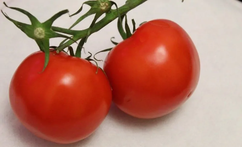 Uzgoj hidroponskih rajčica Organski Pereglin