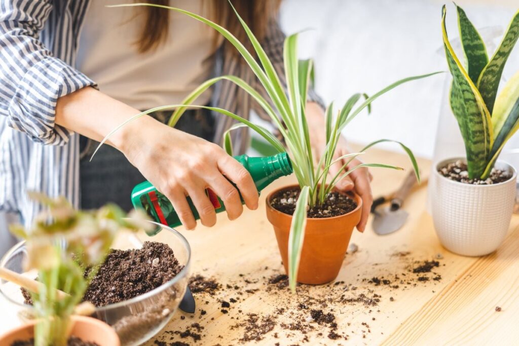 Možete li opljačkati biljke u zimskim gnojidbama vaših biljaka