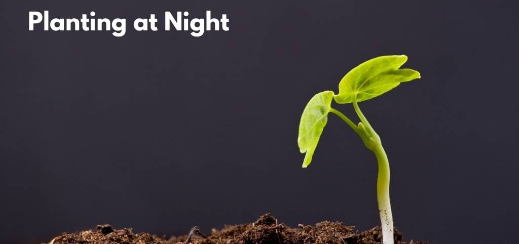 Prednosti sadnje noću