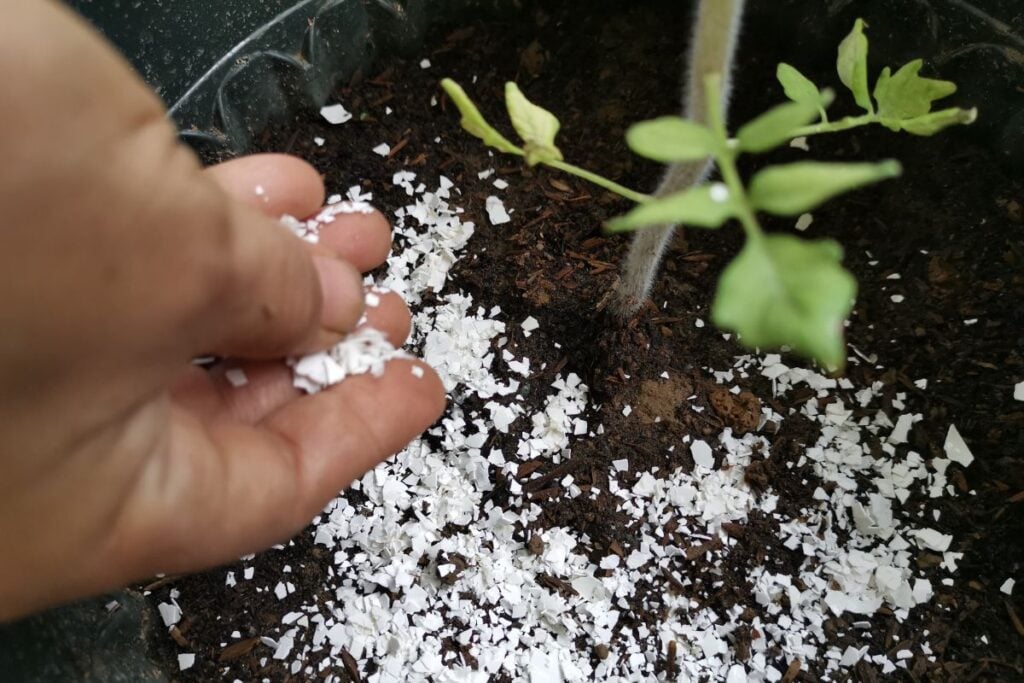 Možete li koristiti biljno gnojivo za sobne biljke. Evo kako