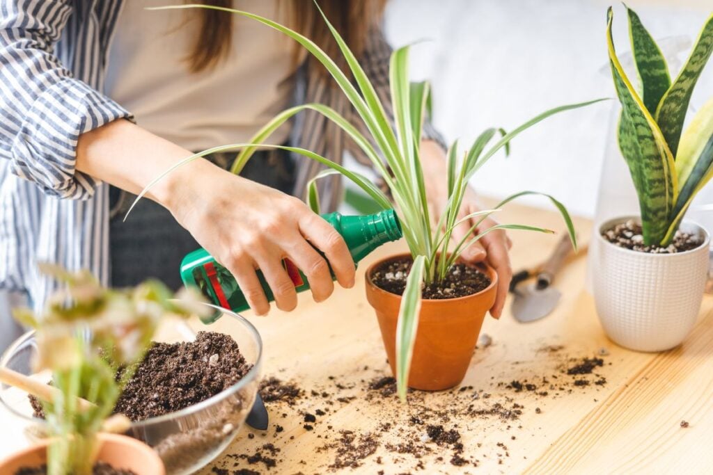 Biljno gnojivo za sobne biljke