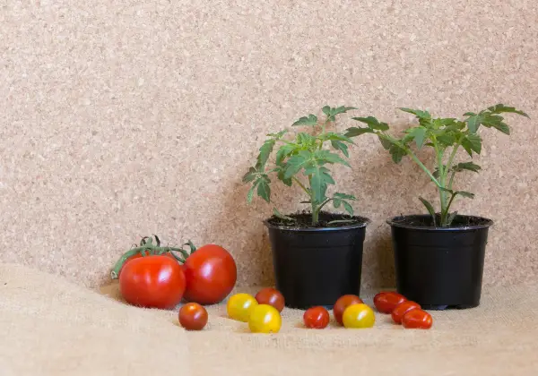 Uzgajajte jednu biljku rajčice u posudi