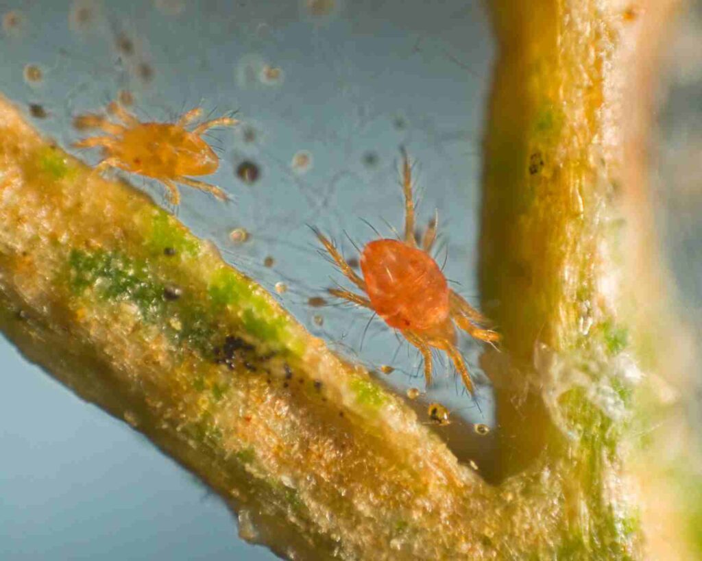 Paukove grinje žive u tlu Organic Pereglin