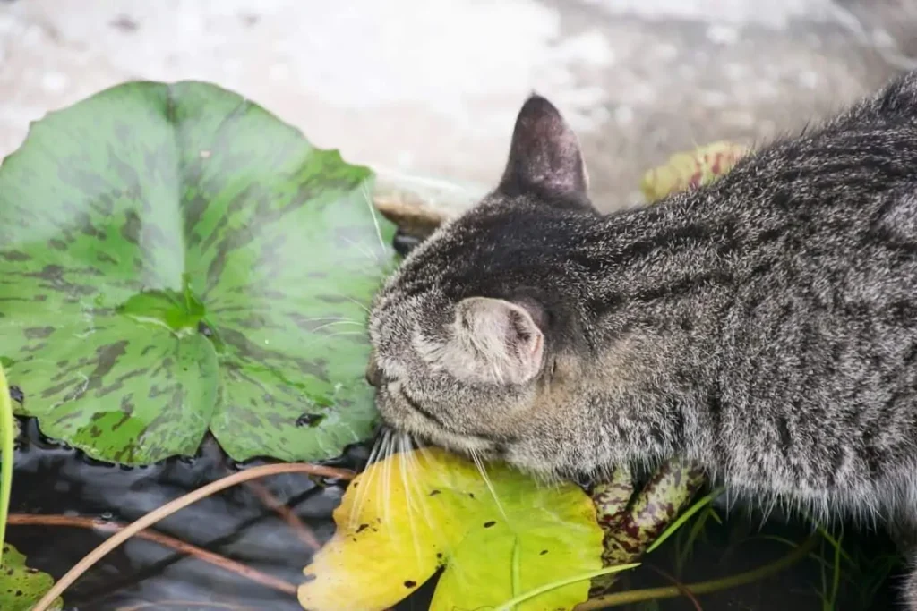 Mačka pije biljnu vodu
