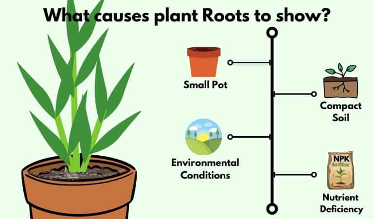 Što uzrokuje pojavu korijena biljke