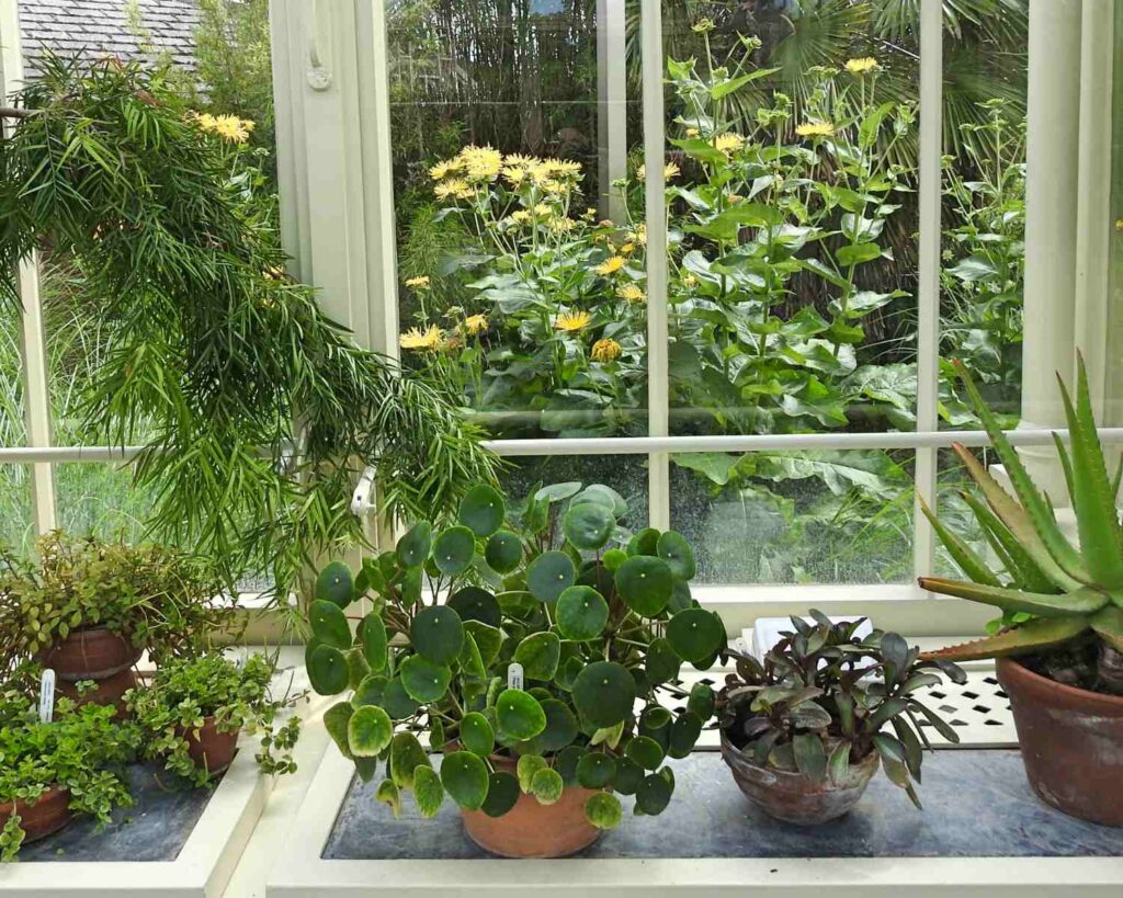 Briga o biljkama u AC AC je loš za biljke