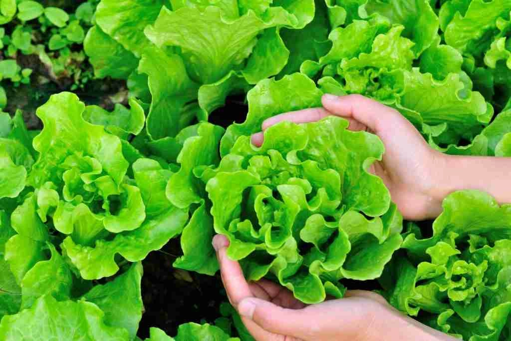 Listovi salate žutom bojom objašnjavaju uzroke i rješenja