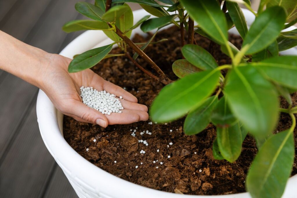 Uzroci i rješenja rasta plijesni na gnojivima