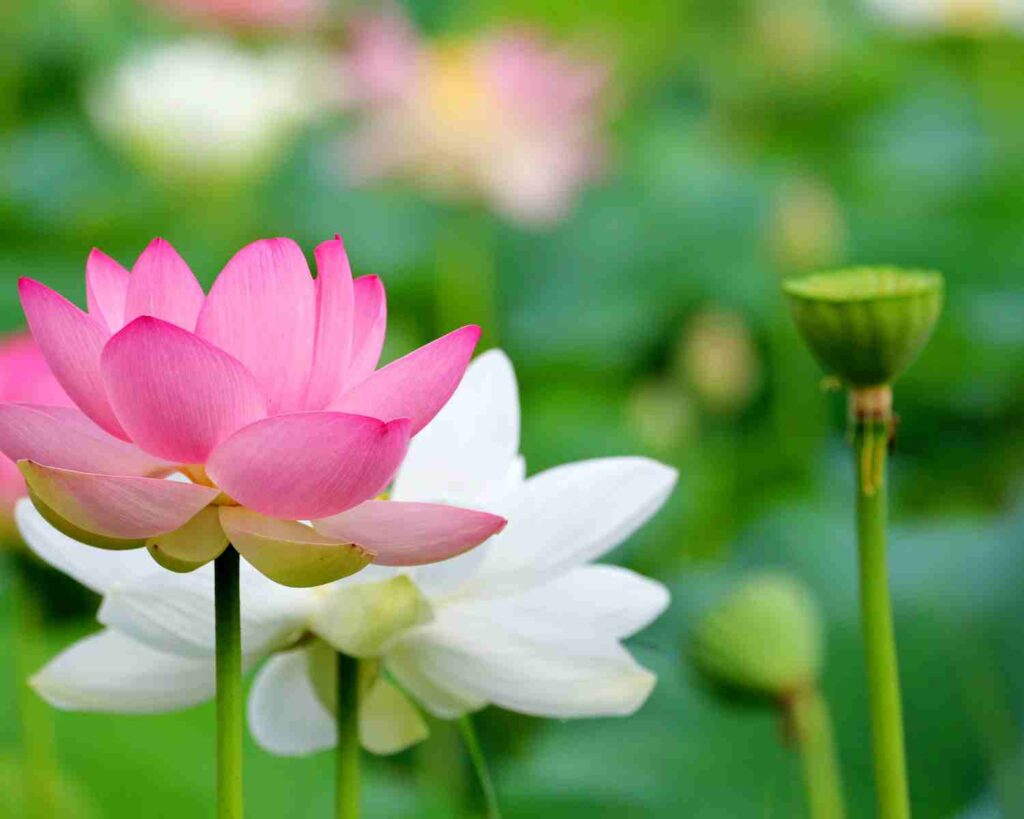 Vodeni ljiljan protiv lotosa - koja je razlika