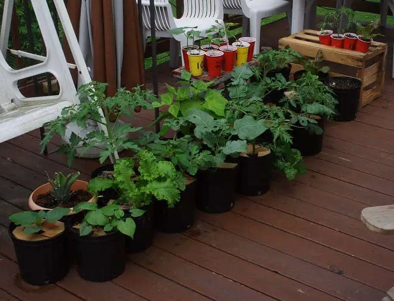 U vrtu s kontejnerima možete uzgajati mnoge stvari.