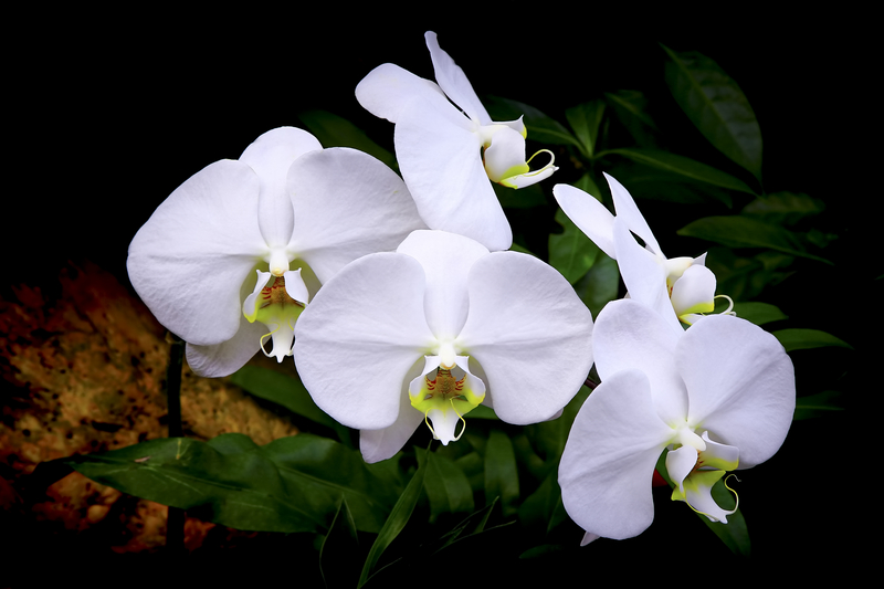 Kako otvoriti vrt orhideja
