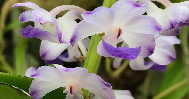 Kako pokrenuti vrt orhideja.webp