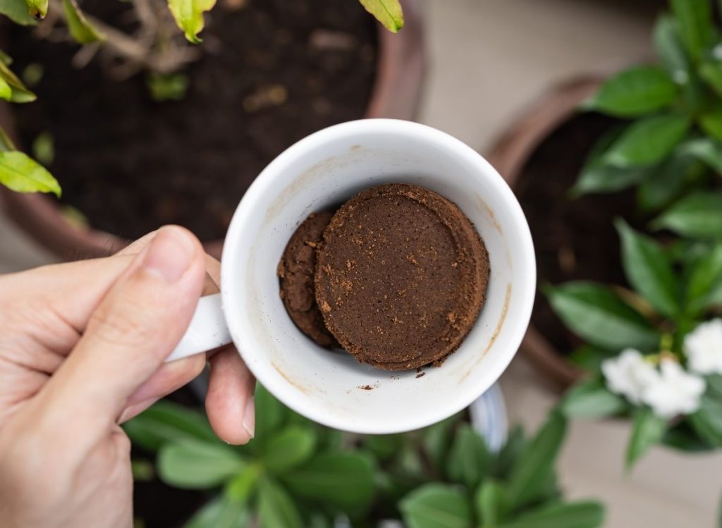 Kako iskoristiti talog kave u vrtu