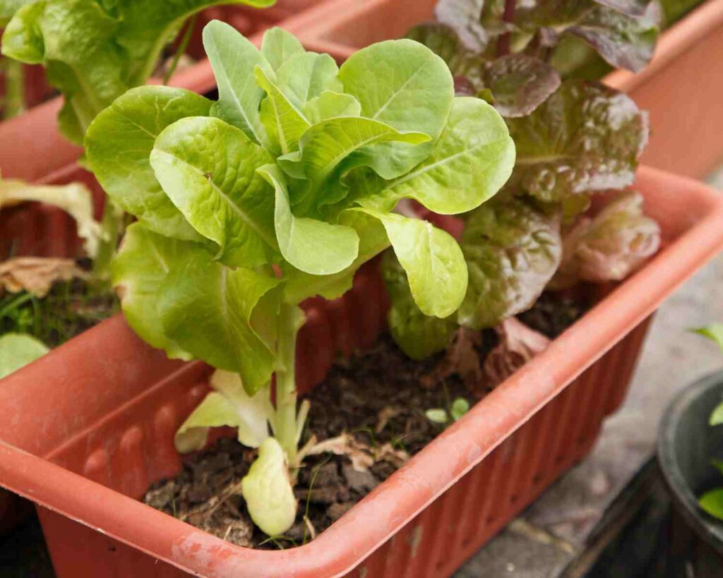 Kako odabrati najbolju posudu za uzgoj salate