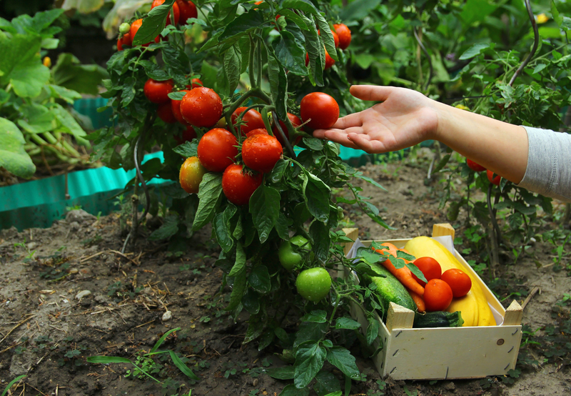 Sadnja rajčica za vrtlare početnike Organski Pereglin