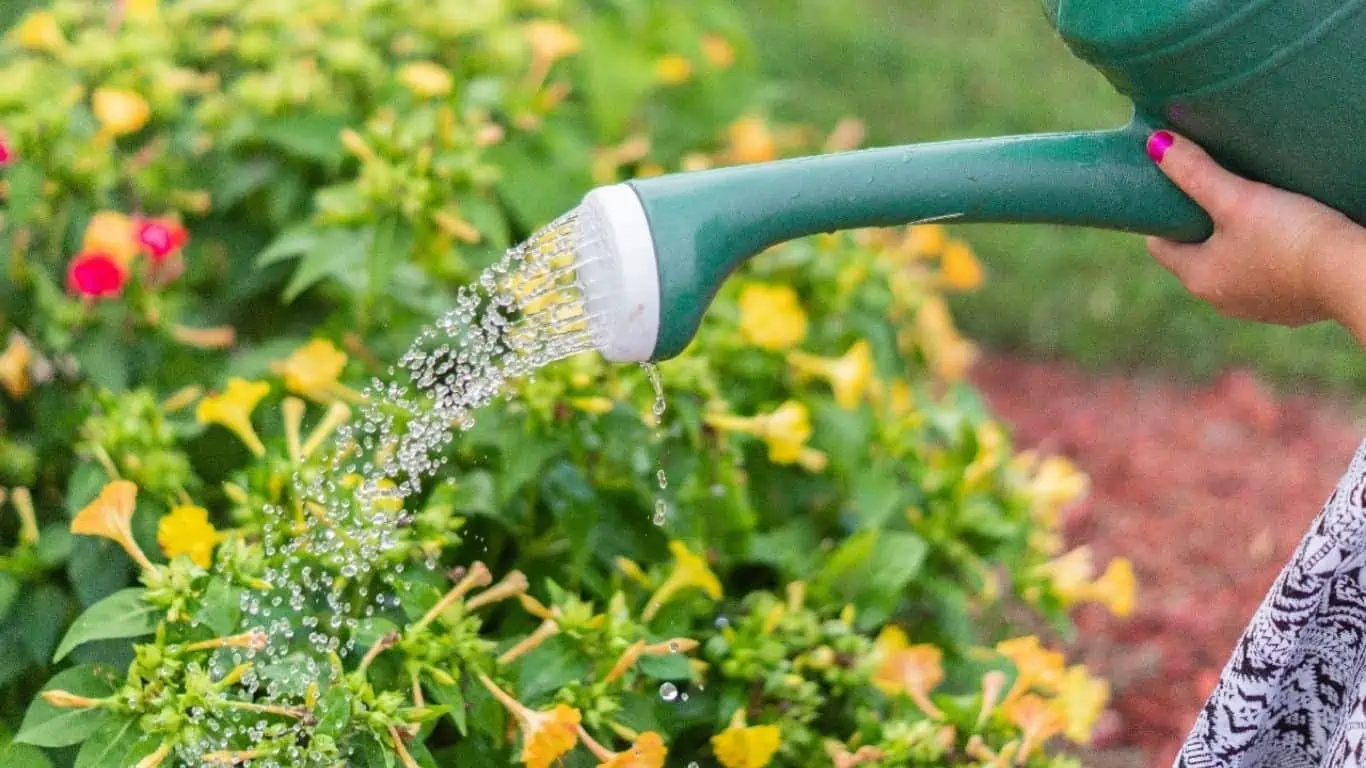 Korištenje flaširane vode za biljke Objašnjene dobrobiti