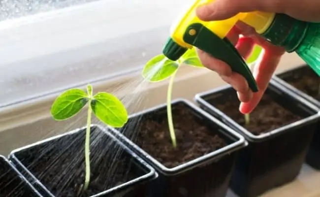 Korištenje flaširane vode za biljke Objašnjene prednosti.webp