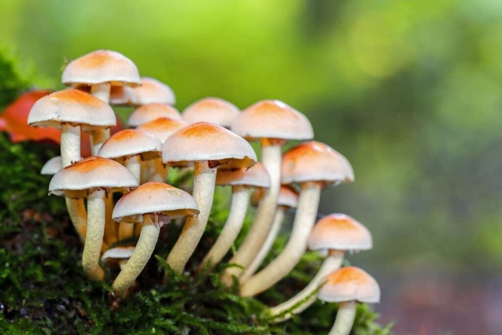 Uzgoj gljiva u izmetu Evo samo nekih razloga