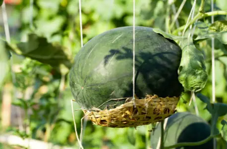 Ako uzgajate lubenice u vreći za uzgoj, poduprite voće u viseću mrežu ili košaru.