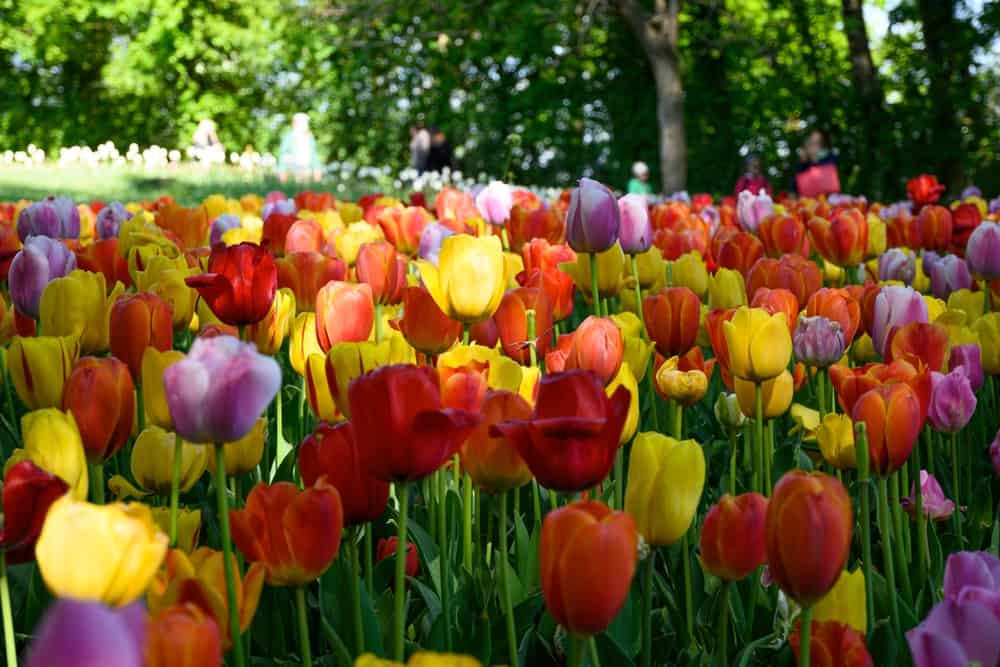 Zašto je jesen najbolje vrijeme za sadnju tulipana