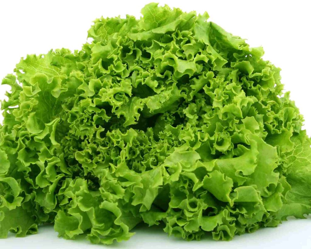 Koja je razlika između zelene salate i zelene salate