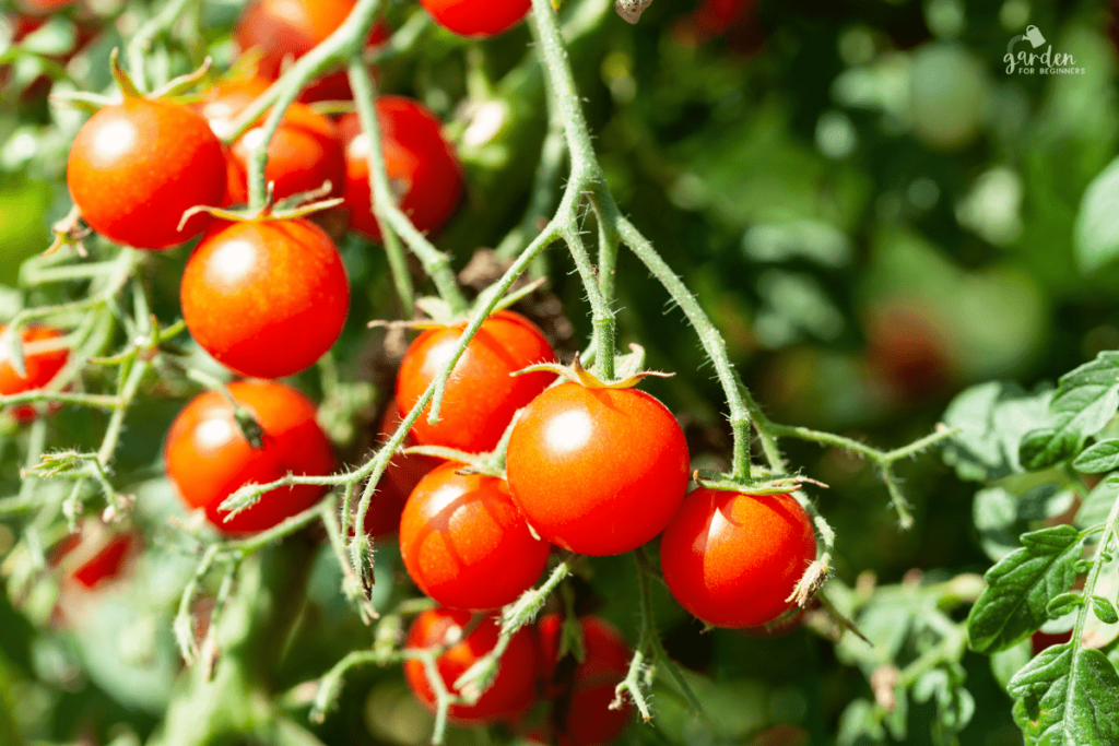 Koliko treba cherry rajčicama da sazriju