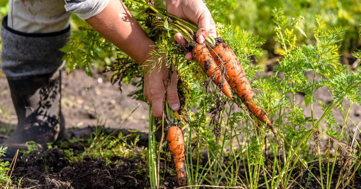 Kako uzgajati mrkvu u zatvorenom ili otvorenom prostoru