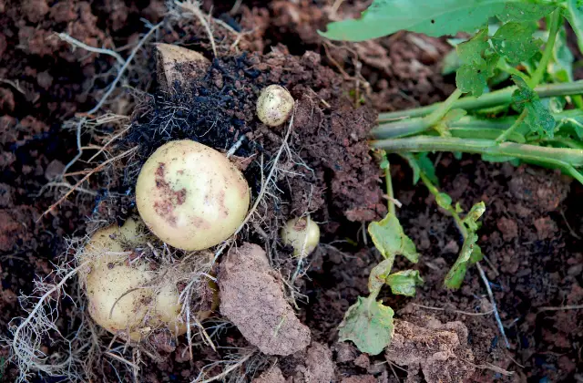 Berba krumpira sa zemlje