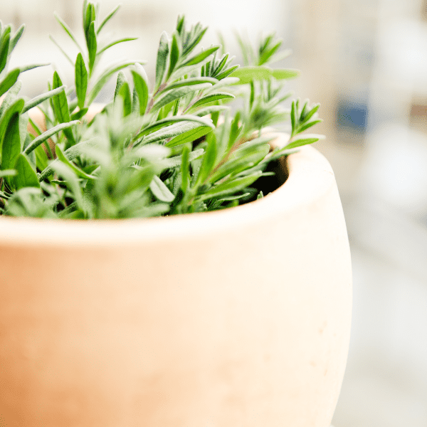 Mala biljka lavande koja raste u smeđoj posudi.