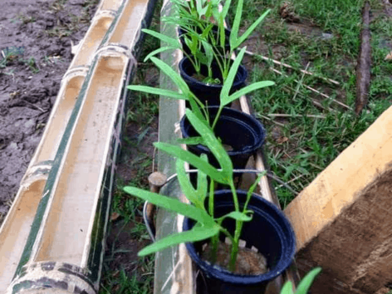 Kako uzgojiti sadnice organskog pereglina