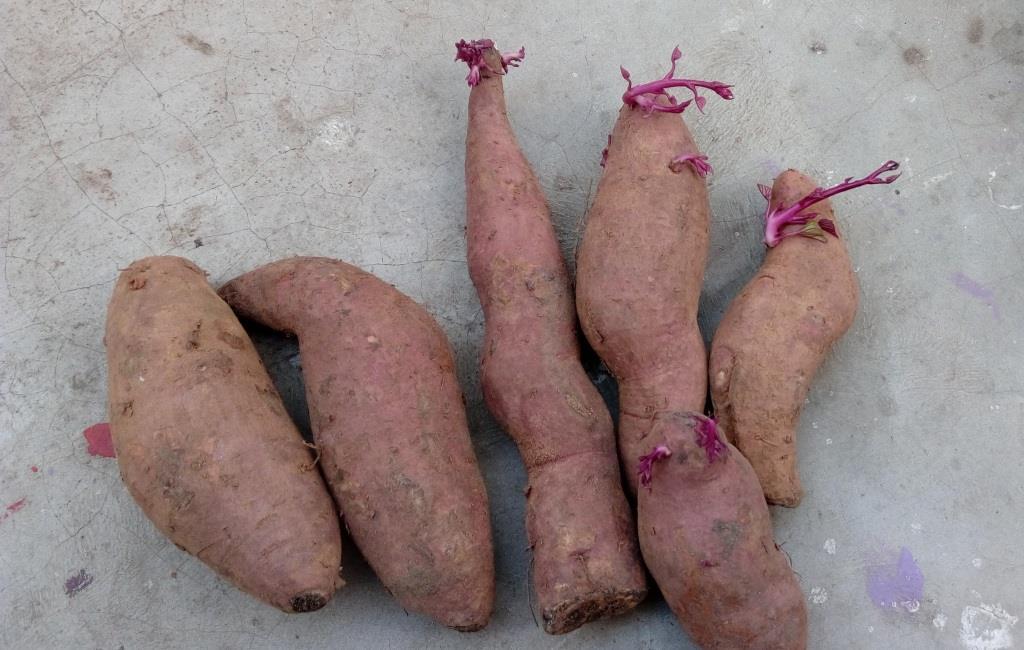 Kako uzgojiti slatki krumpir u vrećama za uzgoj, korak po korak, vodič