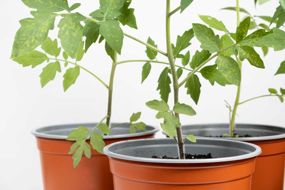 Kako orezati rajčice za maksimalan prinos i zdravlje biljaka