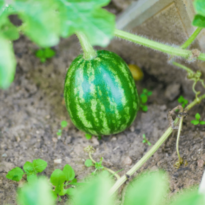 Wie man Wassermelonen anbaut Organic Pereglin