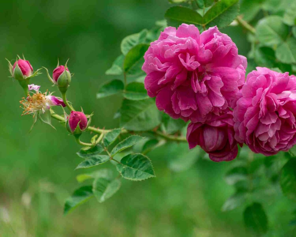 Kako uzgajati pustinjsku ružu u zatvorenom prostoru ili na otvorenom, puni vodič