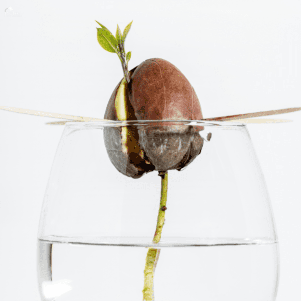 Sjemenka avokada klija u čaši vode.