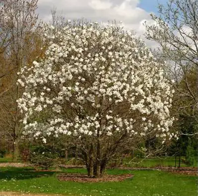 Stablo magnolije Royal Star