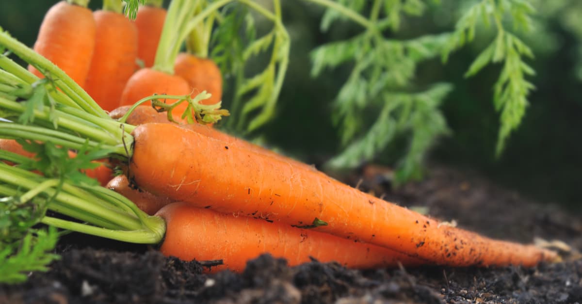 Kako uzgojiti savršenu mrkvu i kada je ubrati