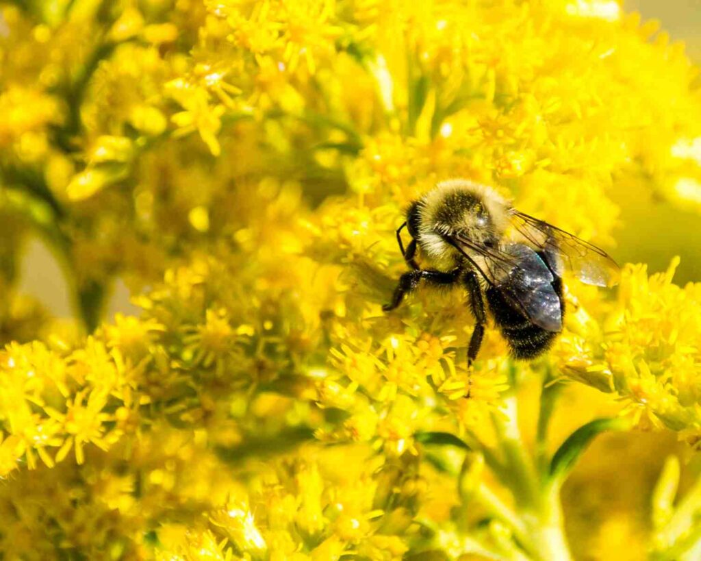 Kako i zašto stvoriti vrt s oprašivačima za privlačenje pčela