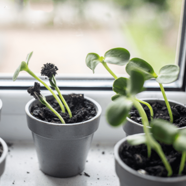 Tri male posude sa suncokretom koji raste iz sjemena u zatvorenom prostoru blizu prozora.