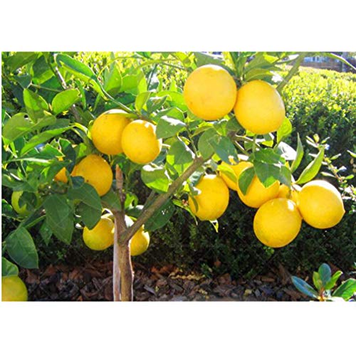 20 kom. sjemenki stabla limuna, sjemenki voća visoke otpornosti za kućni vrt, balkon