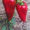 IMAG0289 Rog paprika crvena sjeme starinsko organsko